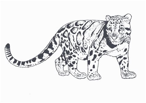 Coloriage Léopard 50 Animaux Coloriages à Imprimer
