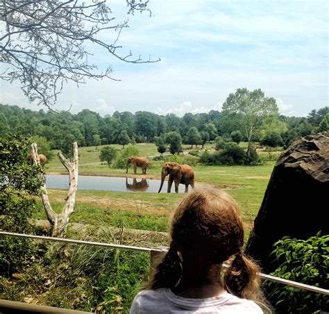 The Largest Walk-Through Zoo in the World: North Carolina Zoo - TRAVEL