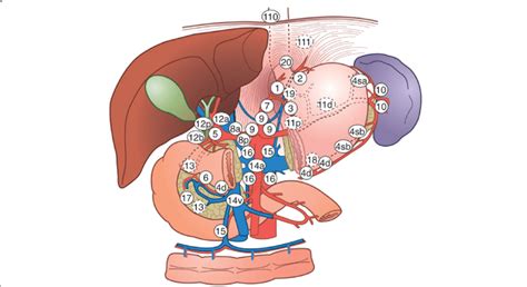 Abdominal Lymph Nodes Anatomy Schematic Diagram Of Lymph Node Station