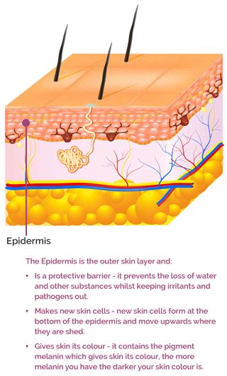 The Science Behind Skin Aproderm®