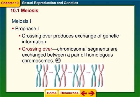 Ppt Section 1 Meiosis Powerpoint Presentation Free Download Id Free Download Nude Photo Gallery