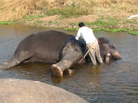 Indian Elephant Taking A Bath In The River Stock Image Image Of Elephant Bath 104469053