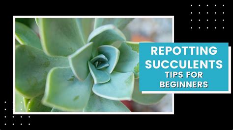 Remove the whole plant carefully by pulling from the stem from the old pot. Succulent Tips for Beginners : How to Repot a Succulent ...