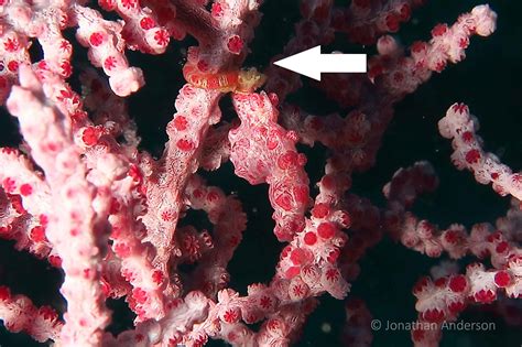 It is my opinion that, if at all possible, the. 2. How do you find a Pygmy Seahorse? - Mikes Dauin Beach ...