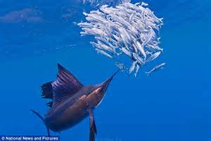 Sailfish Hunters The Common Constitutionalist Let The