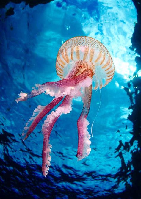 Jellyfish Ocean Creatures Beautiful Sea Creatures Sea Animals