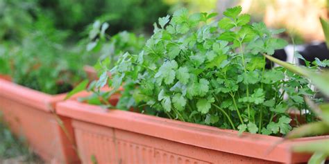 Check the seed packet to see how deep you should plant your seeds. How to Grow Cilantro Plants - Tips for Growing Cilantro