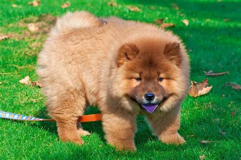 Chow Chowwith Purple Tongue Chow Chow Dogs Animal Lover Breeds