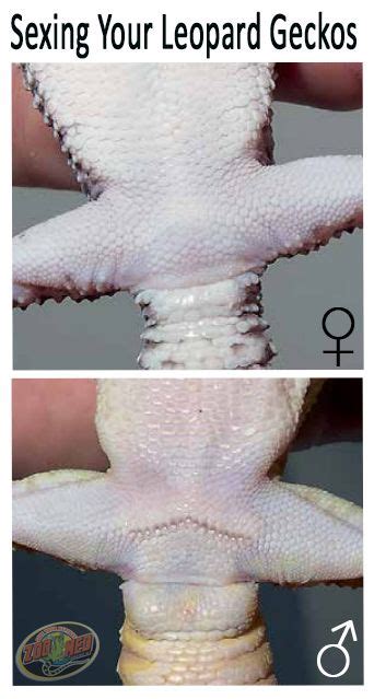 Know If Your Leopard Gecko Is A Male Or Female With This Quick Test