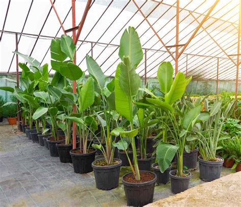 FULL GUIDE: White Bird of Paradise Care (Strelitzia Nicolai) + FAQ