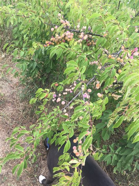They are best located on slight. A dry year in Kansas - General Fruit Growing - Growing Fruit