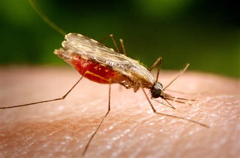 Free Picture Up Close Photograph Shows Anopheles Minimus Mosquito