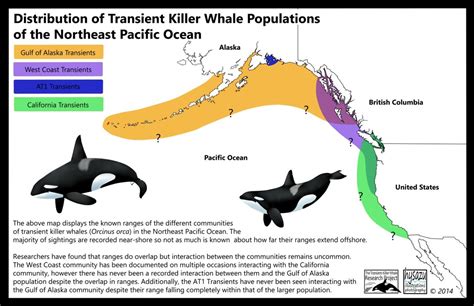 Wolves Of The Sea Whale Marine Mammals Gulf Of Alaska