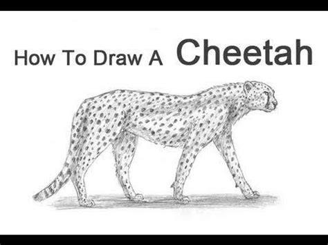 With a line, draw the direction of the body and the tail. How to draw Cheetah🐆🐆🐅 on paper.Easy steps by ...