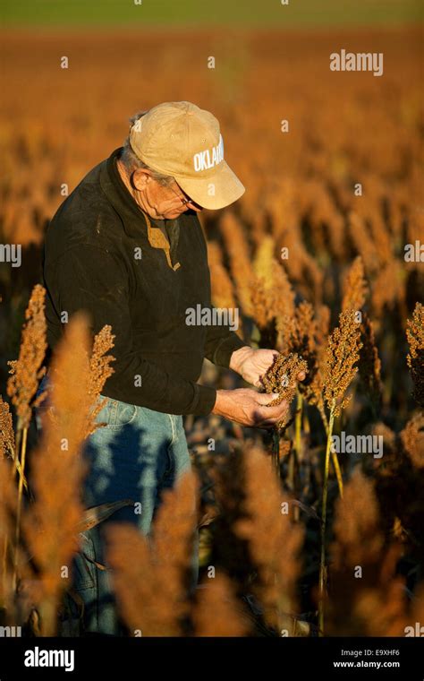 Agriculture A Farmer In The Field Inspecting His Mature Harvest Ready