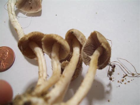 solona beach, ca (southern california) - Mushroom Hunting and