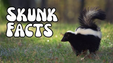 Skunk Facts You Didn T Know The Truth About Skunks YouTube