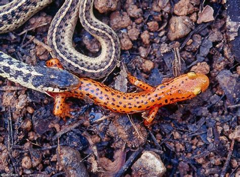 Be sure to keep this in mind. BioKIDS - Kids' Inquiry of Diverse Species, Thamnophis ...