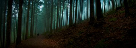 Evening Forest On Behance