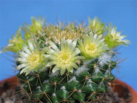 Yellow reminds us of the sun. Mammillaria marksiana | World of Succulents | Succulents ...