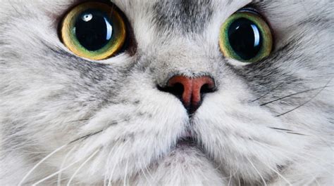 Do Cats Have Eyelashes A Complete Guide