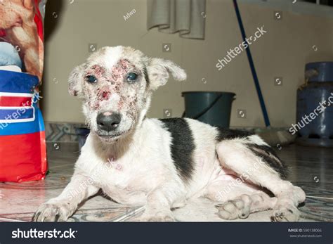 Sarcoptic Mange Disease Canine Scabies Stock Photo 590138066 Shutterstock