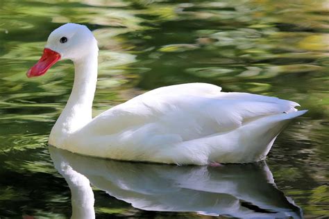 All About Swans