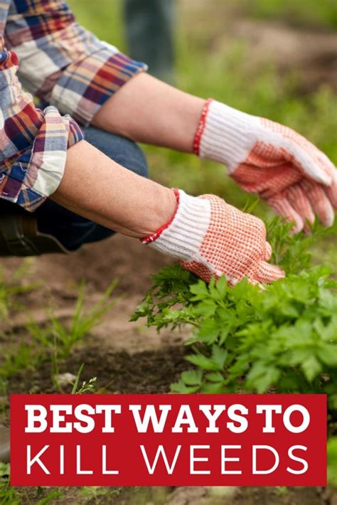 Best Way To Kill Weeds In Flowerbeds Grass Gardens And More