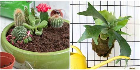 20 Best Indoor Plants Good Inside Plants For Small Space Gardening