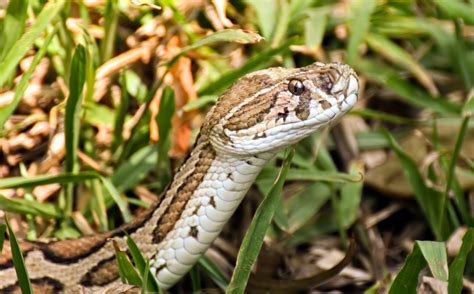 Man Dies From Rare Blood Vessels Leak After Russells Viper Bite