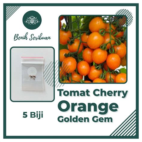 Jual Benih Seribuan Bibit Sayuran Tomat Cherry Orange Golden Gem F