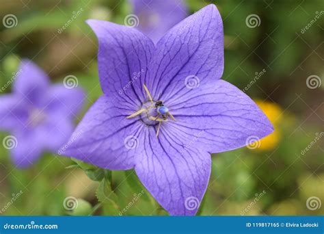 Very Nice Summer Close Up In My Garden Stock Image Image Of Village