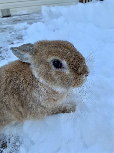 Snow Bunny Rrabbits