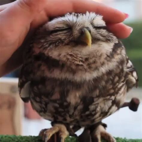 Cute Owl Images