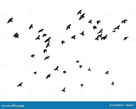 Flock Of Birds On White Background Isolated Stock Photo Image Of