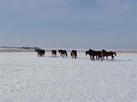 Horses On Frozen Selenga Delta Lake Baikal Russia Flickr