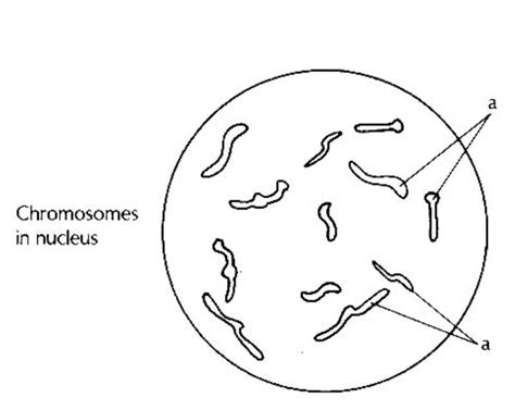 Chromosomes Of The Plant Cell