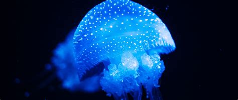 Download Wallpaper 2560x1080 Jellyfish Blue Glow Underwater World