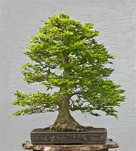 Walter Pall Bonsai Adventures Beech And Maple Revisited