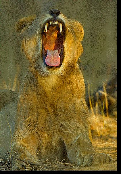 lion roaring gif images کامل مولیزی