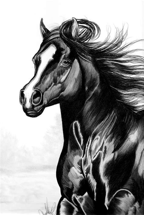 Shading Of A Horse In Bic Pen By Cheryl Poland Horses Horse Sketch