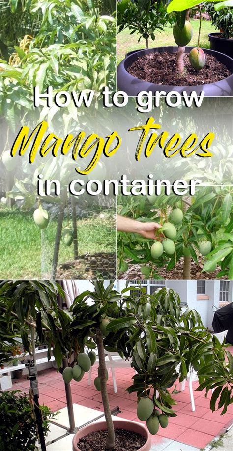 How To Grow Mango Tree Fruit Garden Growing Vegetables