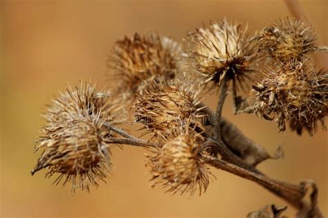 Dried Burdock Seeds On A Stalk In Autumn Close Up Stock Image Image