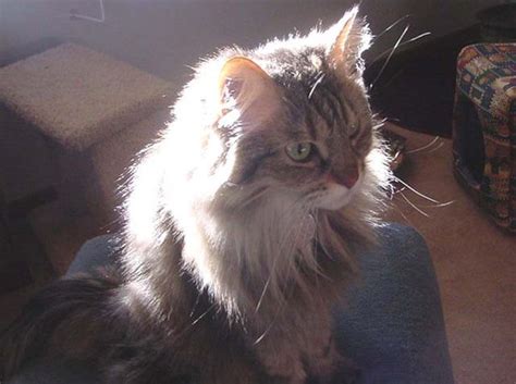 Best friend pet adoption, cary, north carolina. Maine Coon Kittens Raleigh - Pets and Animal Educations