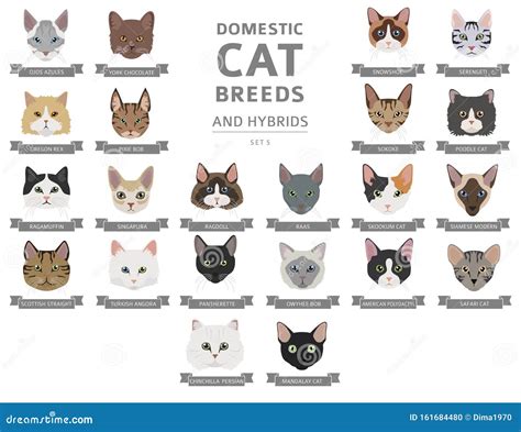 Domestic Cat Breeds And Hybrids Portraits Collection Isolated On White