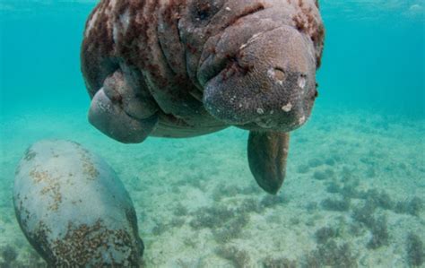 20 facts about manatees riset