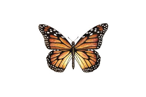 Monarch Butterfly Paintable Project Digital Download Greenleaf