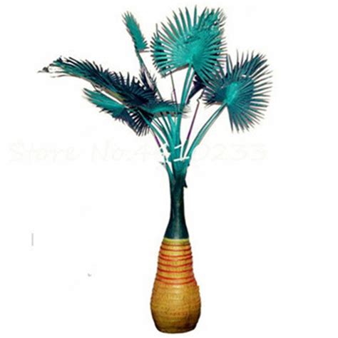 10 Pcs Rainbow Japanese Bottle Palm Tree Exotic Tropical Ornamental