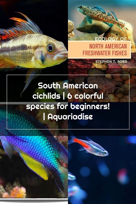 A small amount of refined flour, the occasional sweet or fatty treat aren't in themselves bad for a vegetarian. South American cichlids | 6 colorful species for beginners ...