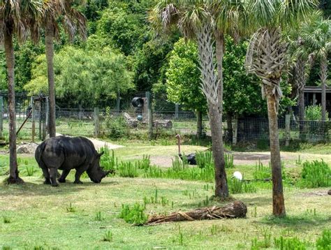 The Modern Zoo And Wildlife Conservation Travel And Lifestyle Blog